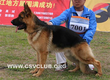 VV3 7001 富莱 Flyq von Dossel，公，2009-05-07，CSZ111027 犬主：蔡文国
