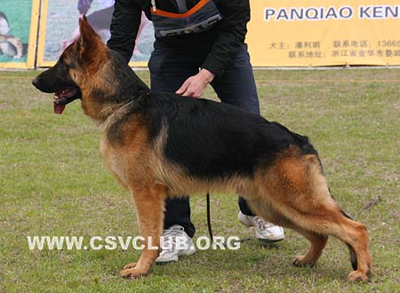 VV4 7017 戴乌斯 Deus von Lan Dun，公，2009-03-30，CSZ97321 犬主：朱雪雄