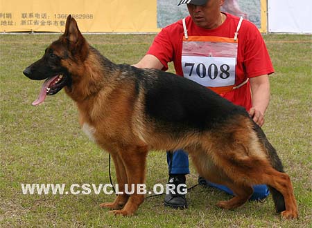VV5 7008 迪杜 Didoq von JiangDingJun，公，2009-04-25，CSZ99172 犬主：刘洪进