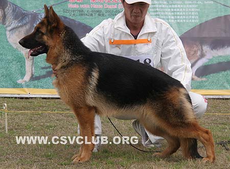 VV1 8018 赛拉 Sera von OuWeiJie，母，2009-04-27，CSZW107108 犬主：吴秀香