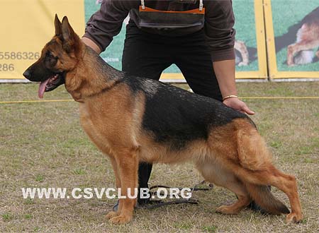 VV2 8020 妲瑞娜 Durina von MingDe，母，2009-03-28，CSZ112220 犬主：夏小明