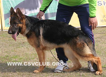 VV1 9003 杜山 Duschan von LuDi，公，2009-09-03，CSZ106778 犬主：陆路