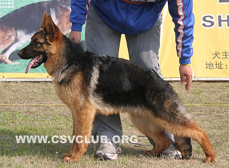 VV2 9005 吉斯波特 Gisbert von 8341，公，2009-06-15，CSZW103769 犬主：王振秋