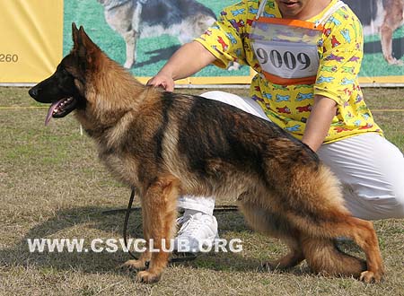 VV3 9009 音偶依 Inoi von GuQing，公，2009-08-15，CSZ111990 犬主：许章明