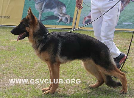 VV4 9014 卡斯诺尔 Casinor von SiChuanJiuDu，公，2009-07-20，CSZ106170 犬主：游俊
