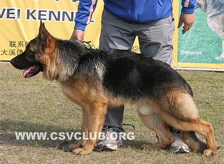 V1 9015 波汝瑟库 Berusko von BaiDe，公，2009-06-29，CSZ110767 犬主：张柏和