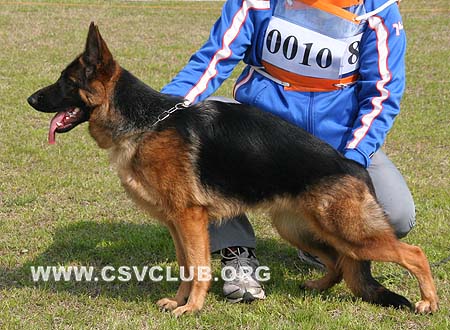 VV1 0010 克丽莫若 Climora von DeYu，母，2009-09-15，CSZW112111 犬主：劳震宇