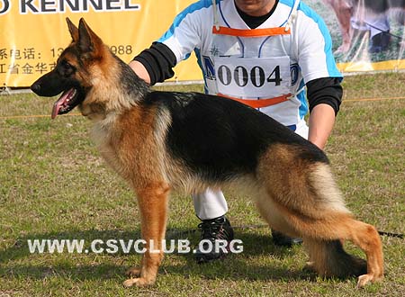 VV2 0004 奥佛 Over von ChenQi，母，2009-08-01，CSZ105804 犬主：符伟其