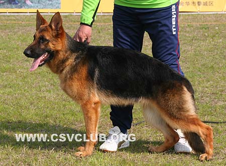 VV3 0014 莫尼克 Monalisa von HongXin，母，2009-07-11，CSZ105788 犬主：谢群波