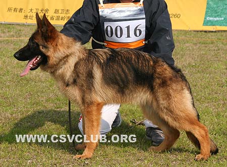 VV4 0016 艾力阿 Ilu von GuQing，母，2009-08-15，CSZ111994 犬主：许章明