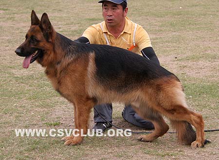 V2 1010 蒂诺 Dino von der Glockenheide，CSZ8002083，犬主：林永培