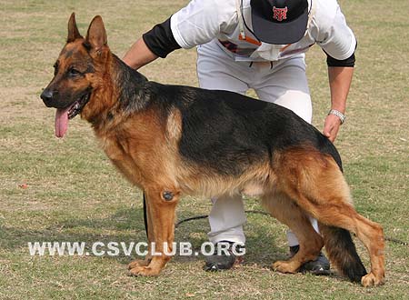 V3 1021 肯多 Condor aus Westsachsen，CSZ8002108，犬主：郑年康