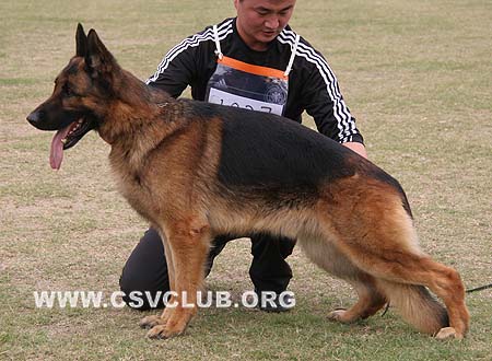 V4 1027 艾雷 Elan von ZhenDe，CSZ26235，犬主：樊永利