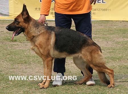V5 2006 谢卡 Xeca von FangDe，CSZ48872，犬主：林国源