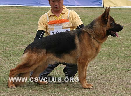 SG1 3002 外寇 Waico aus Wattenscheid，CSZ8002281，犬主：郭如海