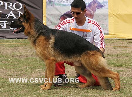 SG2 3003 阿洛 Arlo von XiangRui，CSZ79092，犬主：韩晓光