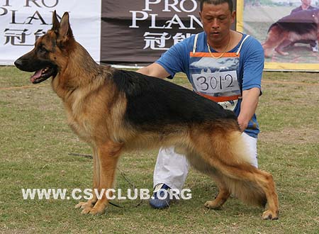 SG4 3012 阿文 Aavon  von ShenZhenDaTou，CSZ67103，犬主：徐金贵