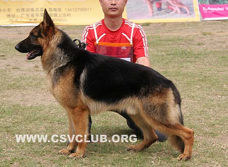 SG5 3008 达利斯 Dalis von SenBao，CSZ72735，犬主：荣建民