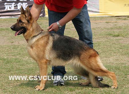 SG1 4003 高尼德力 Gondel von DeAiEr，CSZ78754，犬主：龙飞