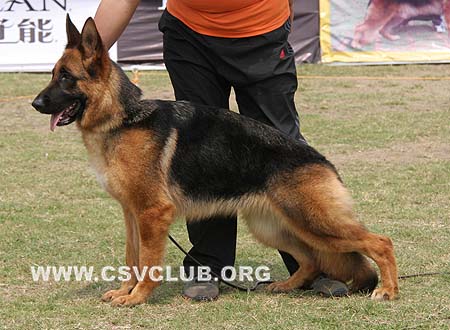 SG2 4005 波基特 Burgit von GuQing，CSZ77645，犬主：许章明