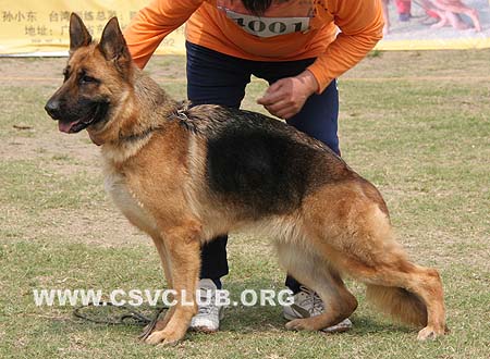 SG3 4001 多利 Dolly von fute，CSZ77536，犬主：葛立君