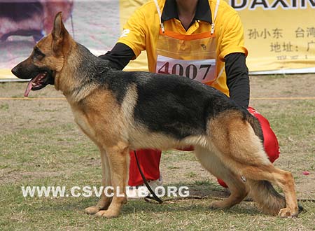 SG4 4007 塞德儿 Ceder von Spring Valley，CSZ84145，犬主：张楠