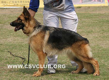 SG5 4013 杜西 Duxi von BoLin，CSZW76845，犬主：林尔苍