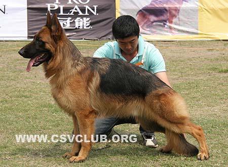 SG1 5007 库力欧 Coolio von DaXing，CSZW94276，犬主：孙小东(大兴)