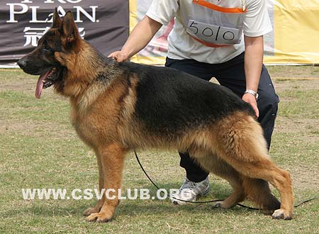 SG2 5010 奴为斯 Novis von HanJiang，CSZ89529，犬主：曾德刚