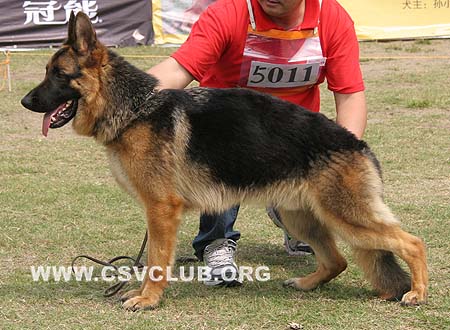 SG3 5011 富力坡 Flipper von Arnoldcn，CSZ94755，犬主：龚涛