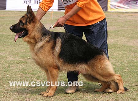 SG4 5002 约陈 Jochen von Ford，CSZ92313，犬主：葛立君