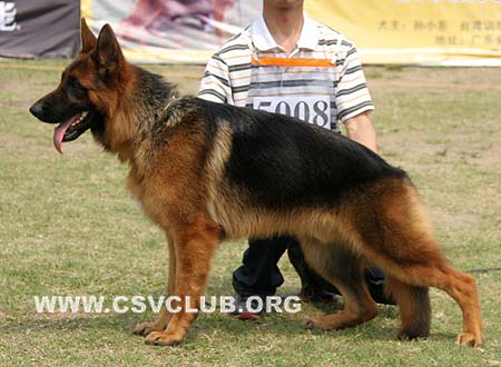 SG5 5008 波利克斯 Borex von YuanShi，CSZ92234，犬主：吴飞