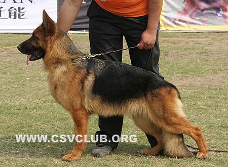SG1 6014 伊琳 Eilin von FuHua，CSZW92222，犬主：谢群波