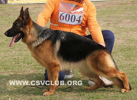 SG2 6004 克萨 Cursa von SongShi，CSZ92227，犬主：葛立君