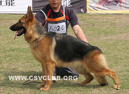 SG3 6020 奴斯卡 Noscha von ZhenDe，CSZ95160，犬主：秦小会