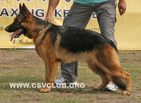 SG5 6007 酷基 Cokie von DaXing，CSZW94279，犬主：孙小东(大兴)