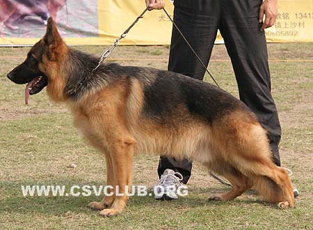 VV1 7009 依克尼 Ickon von BaiHui，CSZ106225，犬主：李伯辉