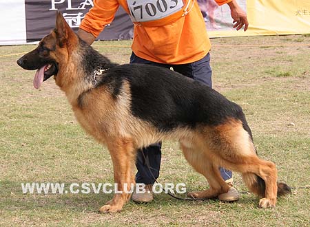 VV2 7003 杜驰 Dutch von FuZhouJinGe，CSZ99359，犬主：陈国经