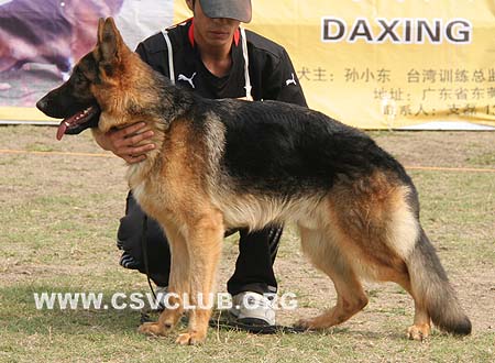 VV3 7001 Nando of  Yuen King Kennel，CSZ8002282，犬主：黄涛