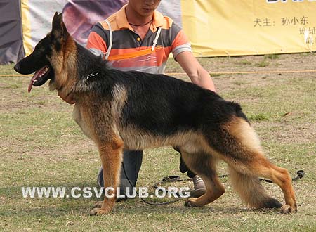VV4 7005 哈亚克 Hajak von DeTaiEr，CSZ97623，犬主：荣建民