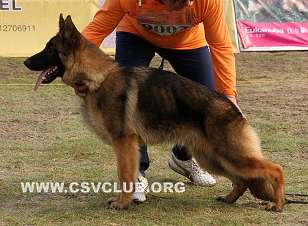VV2 9002 音偶依 Inoi von GuQing，CSZ111990，犬主：许章明