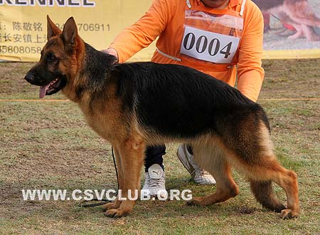 VV1 0004 莫尼克 Monalisa von HongXin，CSZ105788，犬主：谢群波