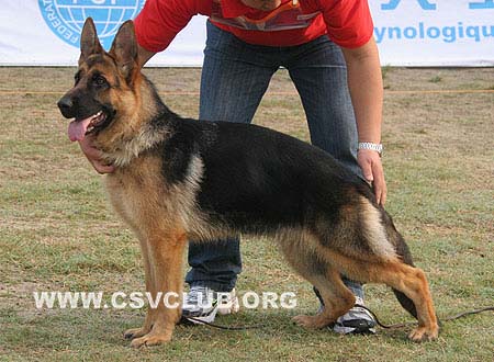 VV2 0003 哈迪 Hady von WeiSheng，CSZ104174，犬主：王洪臣