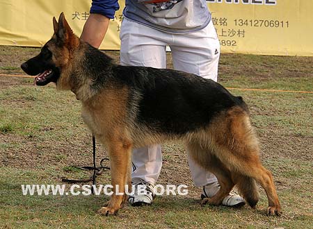 VV3 0008 柴拉 Chaila von FuXiang，CSZ112265，犬主：郑勇