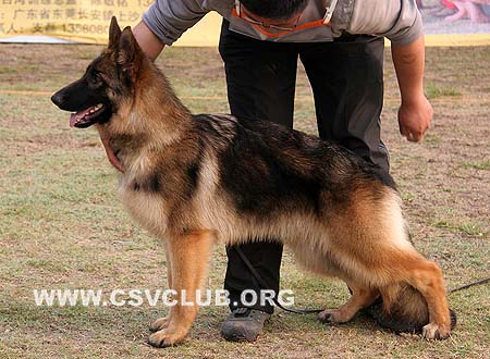 VV4 0007 艾塔斯 Iskjana von GuQing，CSZ111997，犬主：许章明