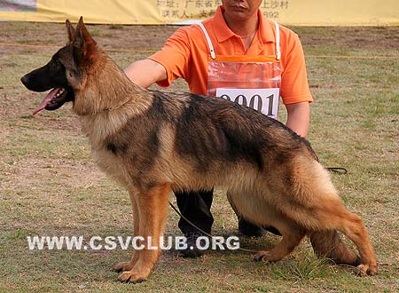 VV5 0001 艾力阿 Ilu von GuQing，CSZ111994，犬主：许章明