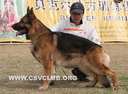 V2 1007  爱斯曼，Iceman von Arlett，CSZ8000294，犬主：葛彦发