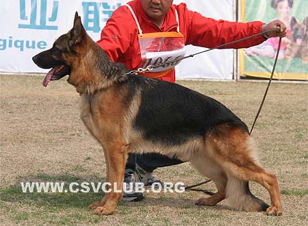 V3 1066 万诺斯，Vanos van Noort，CSZ8002196，犬主：朱道虎