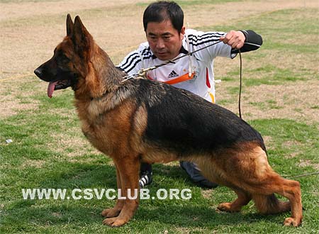 V1 2090 爱可佳，Ackja von LongYanWangZhuang，CSZ62819，犬主：王华凯