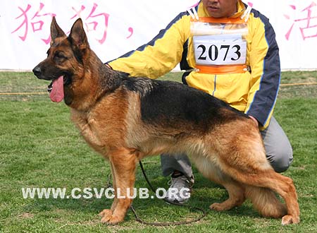 V2 2073 阿妮，Agni von GuangYou,CSZ40409，犬主：郑世珍